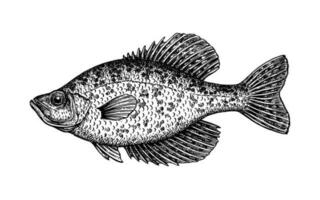 Crappie. Freshwater fish. Ink sketch isolated on white background. Hand drawn vector illustration. Retro style.