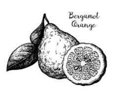 Bergamot orange with leaf. Ink sketch isolated on white background. Hand drawn vector illustration. Retro style.