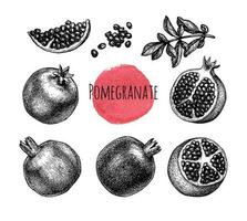 Pomegranate set. Fruits, seeds and branch. Ink sketch isolated on white background. Hand drawn vector illustration. Retro style.