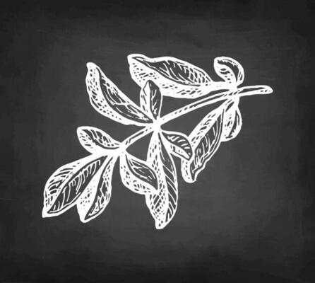 Pomegranate branch. Chalk sketch on blackboard background. Hand drawn vector illustration. Retro style.