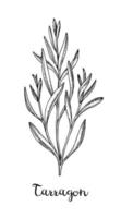 Tarragon ink sketch. Isolated on white background. Hand drawn vector illustration. Retro style.