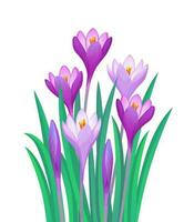 Bouquet of crocuses isolated on a white background. vector