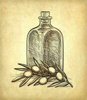 Bottle of olive oil and olive branch. Hand drawn vector illustration. Isolated on white background. Retro style.