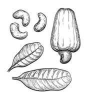 Cashew set. Hand drawn vector illustration. Isolated on white background. Vintage style.