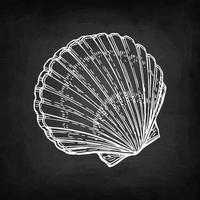 Scallop. Chalk sketch on blackboard background. Hand drawn vector illustration. Retro style.