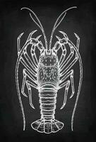 Lobster. Chalk sketch on blackboard background. Hand drawn vector illustration. Retro style.