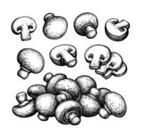 Champignon mushrooms big set. Hand drawn ink sketch isolated on white. Vintage style. vector