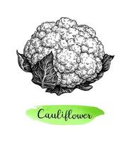 Cauliflower. Ink sketch isolated on white background. Hand drawn vector illustration. Retro style.