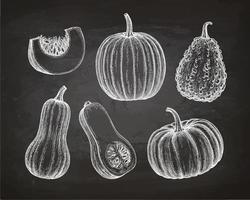 Pumpkins, butternut squash and gourd. Chalk sketch on blackboard background. Hand drawn vector illustration. Retro style.