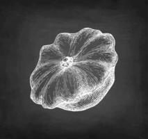 Chalk sketch of pattypan squash on blackboard background. Hand drawn vector illustration. Retro style.