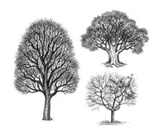 Ink sketches of winter trees without leaves. Oak, maple and cherry. Hand drawn vector illustration isolated on white background. Retro style.