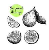 Bergamot orange set. Ink sketch isolated on white background. Hand drawn vector illustration. Retro style.