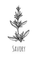 Savory ink sketch. Isolated on white background. Hand drawn vector illustration. Retro style.