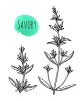 Savory set. Ink sketch isolated on white background. Hand drawn vector illustration. Retro style.