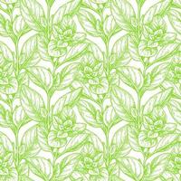 Seamless pattern with oregano. Summer or spring background. Hand drawn vector illustration.