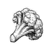 Cauliflower. Ink sketch isolated on white background. Hand drawn vector illustration. Retro style.