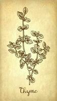 Thyme ink sketch on old paper background. Hand drawn vector illustration. Retro style.