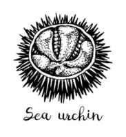 Sea urchin. Ink sketch of seafood. Hand drawn vector illustration isolated on white background. Retro style.