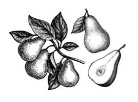 Pear. Ink sketch isolated on white background. Hand drawn vector illustration. Retro style.