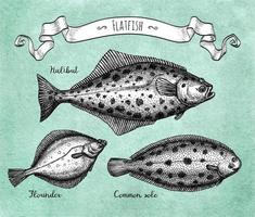 Flatfish. Ink sketch of halibut, common sole and flounder. Hand drawn vector illustration on old paper background. Retro style.