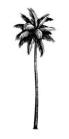 Coconut palm tree. Ink sketch isolated on white background. Hand drawn vector illustration. Retro style.