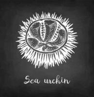 Sea urchin. Chalk sketch of seafood on blackboard background. Hand drawn vector illustration. Retro style.