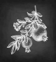 Pomegranate branch with fruits and flower. Chalk sketch on blackboard background. Hand drawn vector illustration. Retro style.