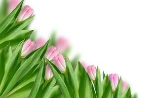 Pink tulip with green leaves against pink background. Happy Holidays, backdrop photo