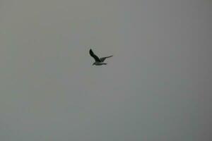 oiseaux solitaires sur le sable de la plage photo