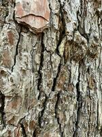 Tree bark, forest background for your design. photo