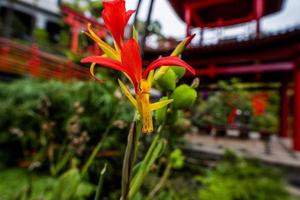 2022 08 24 Madeira Canna generalis photo