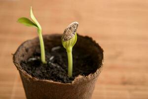 pumpkin sprout in a peat pot with a seed on the leaves on a brown background, planting seedlings photo