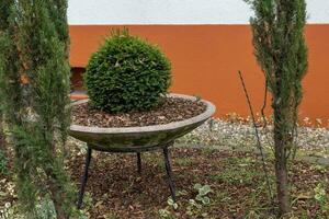 un cuenco de Roca con un pequeño árbol foto