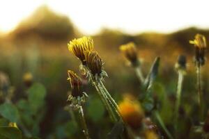 diente de león en un campo a puesta de sol foto