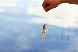 pescado ve por en el gancho con un gusano. atrapado pescado en el gancho foto