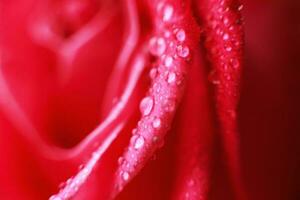 rose close-up with drops of water. dew on a flower photo