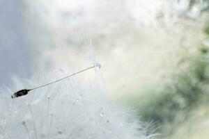 a drop of water on a dandelion. dandelion on a blue background with copy space close-up photo