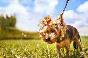 pequeño perro camina en el parque. un retrato de un Yorkshire terrier foto