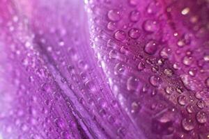 flor pétalo con agua gotas macro. tulipán foto