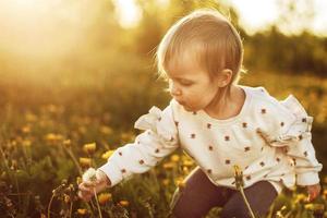 little girl is tearing a dandelion in the field photo