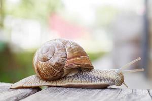the snail crawls on a wooden background in the garden photo
