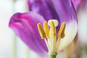 pistilo tulipán macro. flor de cerca foto