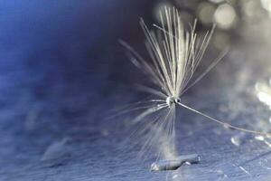 a drop of water on a dandelion. dandelion on a blue background with copy space close-up photo