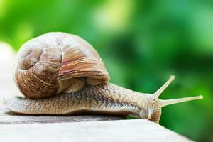 the snail crawls on a wooden background in the garden photo