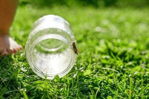 un saltamontes en un verde césped antecedentes cerca. un saltamontes se sienta en un vaso tarro . foto