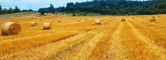 Beautiful landscape with hay straw bales after harvest in summer. Haystacks on field. banner photo