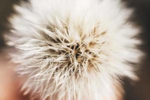 dandelion with parachutes close-up. background . dandelion in bloom photo