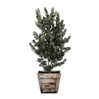 Célibataire vert arbre transparent png