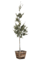 Célibataire vert arbre png transparent Contexte