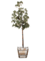 Célibataire arbre plante png transparent